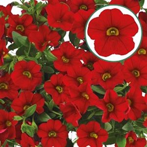 Bild von Calibrachoa P12 Red